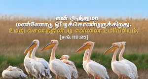 என் ஆத்துமா மண்ணோடு ஒட்டிக்கொண்டிருக்கிறது