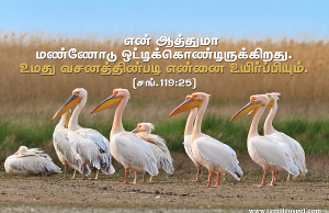 என் ஆத்துமா மண்ணோடு ஒட்டிக்கொண்டிருக்கிறது