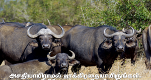 நீங்கள் அசதியாயிராமல்