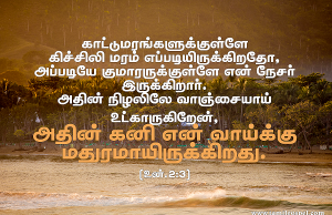 அதின் கனி வாய்க்கு மதுரமாயிருக்கிறது